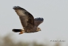 Snail Kite 12