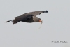 Snail Kite 13