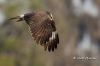 Snail Kite 15