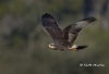 Snail Kite 16