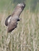 Snail Kite 17