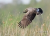 Snail Kite 18