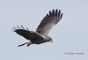 Snail Kite 19