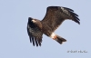 Snail Kite 20