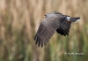 Snail Kite 21