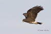 Snail Kite 11