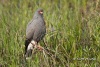 Snail Kite 04