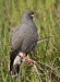 Snail Kite 05