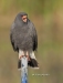 Snail Kite 06