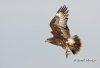 Snail Kite 08