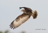 Snail Kite 09