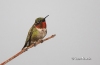 Ruby Throated Hummingbird 17
