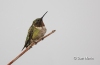 Ruby Throated Hummingbird 18