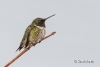 Ruby Throated Hummingbird 19