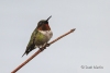 Ruby Throated Hummingbird 20