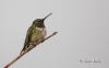 Ruby Throated Hummingbird 21