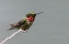 Ruby Throated Hummingbird 01