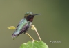 Ruby Throated Hummingbird 02