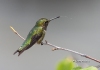 Ruby Throated Hummingbird 03