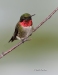 Ruby Throated Hummingbird 04