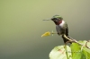 Ruby Throated Hummingbird 05