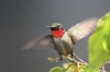 Ruby Throated Hummingbird 06