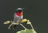 Ruby Throated Hummingbird 07