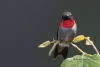 Ruby Throated Hummingbird 08