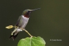 Ruby Throated Hummingbird 09