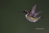 Ruby Throated Hummingbird 10