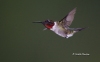 Ruby Throated Hummingbird 11