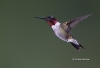 Ruby Throated Hummingbird 12
