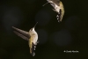 Ruby Throated Hummingbird 13