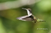 Ruby Throated Hummingbird 14