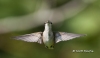 Ruby Throated Hummingbird 15