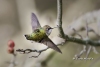 Ruby Throated Hummingbird 16