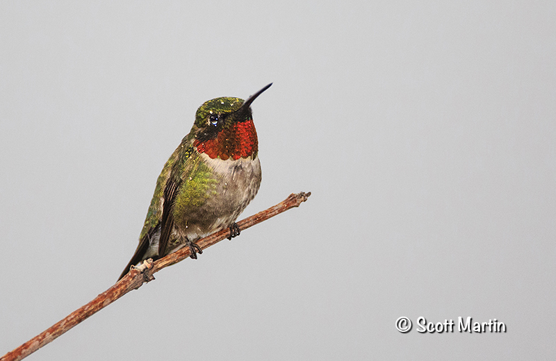 Ruby-throated Hummingbird in the Rain