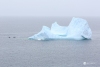 Iceberg_0146