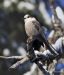 Gray Jay 06