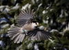 Gray Jay 10