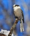 Gray Jay 11