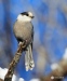 Gray Jay 12