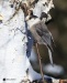 Gray Jay 13