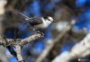 Gray Jay 14