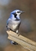 Blue Jay 06