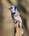 Blue Jay 08