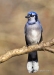 Blue Jay 10