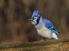 Blue Jay 11