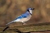 Blue Jay 12