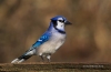 Blue Jay 13